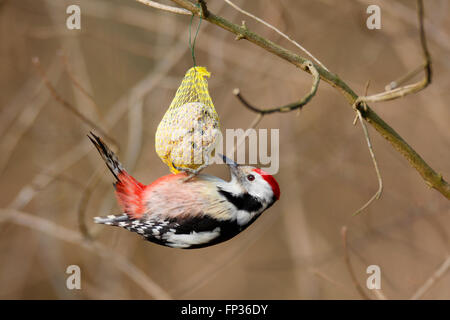 Middle Spotted Woodpecker (Leiopicus medius , Dendrocopos medius) hanging on a fat ball, winter feeding of small birds Stock Photo