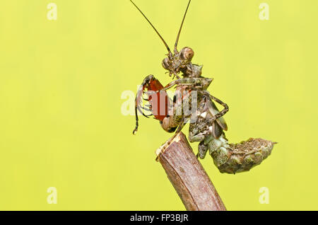 praying mantis.Pachymantis bicingulata nymph Stock Photo