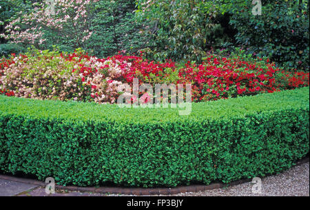 Neatly trimmed garden hedge edging garden pathway. Pink and red Azalea bushes growing in the background. Australia. Stock Photo