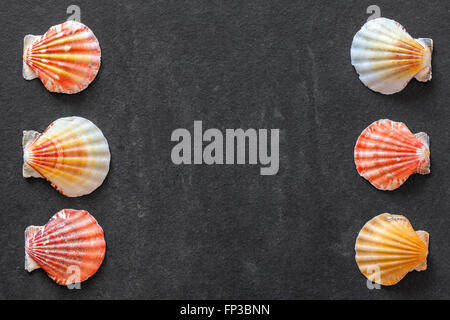 Colorful shells on dark stone background, space for text. Stock Photo