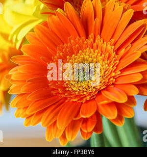 Gerbera Flower Orange Stock Photo
