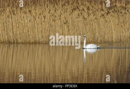 Adult Mute swan swimming on a lake with reeds in the background. Stock Photo