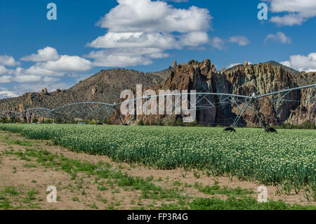 Field of onion plants in flower grown to produce onion seed.  Eastern Oregon, USA Stock Photo