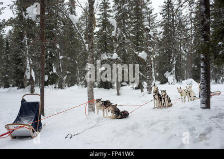Salla husky safari. Lapland, Finland. Before the safari our guide will give you a driving lesson and tell you how to handle the