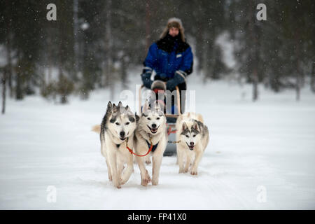 Salla husky safari. Lapland, Finland. Before the safari our guide will give you a driving lesson and tell you how to handle the