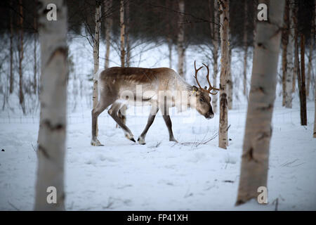 Reindeer farm in Salla, Lapland Finland. The reindeer is an icon of Finnish Lapland, and there’s a good reason for that: the num Stock Photo