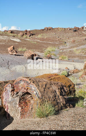 Colorful Petrified Wood at The Crystal Forest in Petrified forest National Park, USA Stock Photo