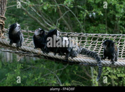 Family group of South American White headed Marmosets a.k.a. Geoffroy's tufted ear marmosets (Callithrix geoffroyi) in a zoo Stock Photo