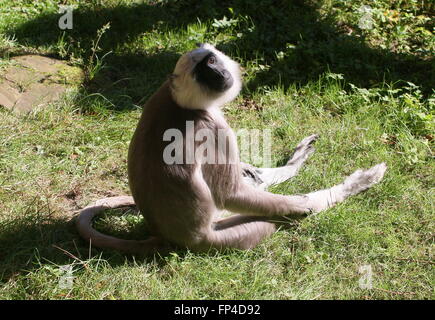 Indian Northern plains gray langur (Semnopithecus entellus)  sitting on the ground, looking at the camera Stock Photo