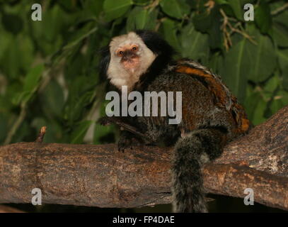 Brazilian White headed Marmoset a.k.a. Geoffroy's tufted ear marmoset (Callithrix geoffroyi) posing in a tree Stock Photo