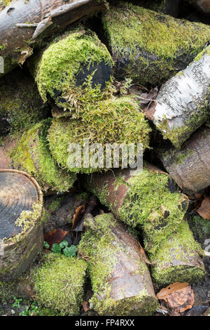 Logs Covered in Moss in a Garden Helensburgh Argyll and Bute Scotland United Kingdom UK Stock Photo