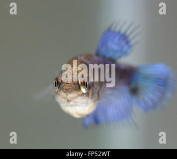 Betta Splendens Female fish Stock Photo