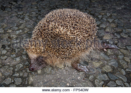 squashed hedgehog road kill Stock Photo, Royalty Free Image: 70127734 ...