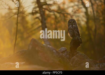 Great Grey Owl / Bartkauz ( Strix nebulosa ) in its typical environment, perched on a rock in first morning light, at daybreak. Stock Photo