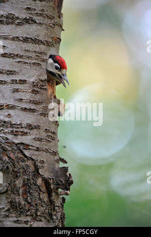 Great / Greater Spotted Woodpecker ( Dendrocopos major ), fledgling, looks out of its nesting cavity, calling, begging for food, wildlife, Europe. Stock Photo