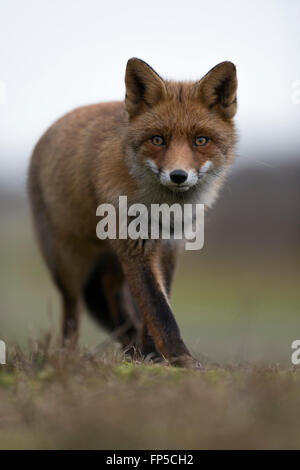 Red Fox / Rotfuchs ( Vulpes vulpes ) in nice winter fur, full body, close up, intense closeness and expression. Stock Photo