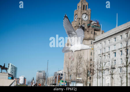 Seagull in flight, Liverpool waterfront Stock Photo
