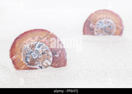 Shell fossils on sand, shallow depth of field. Stock Photo