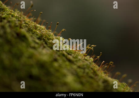 A close-up of Rough-stalked Feather-moss (Brachythecium rutabulum) growing on a tree bark. Stock Photo