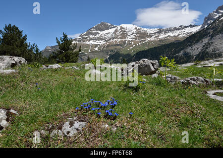Flowering slope in the spring mountains Stock Photo