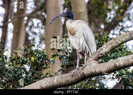 Ibis is sitting on a tree in Sydney park (Threskiornithidae Bird) in Sydney, Australia. Stock Photo