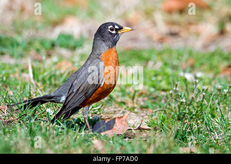 American Robin Stock Photo