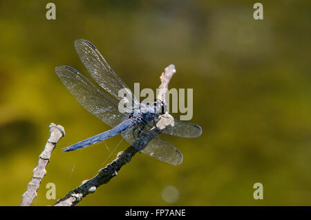 Large blue dragonfly with transparent wings sitting on stick over pond. Stock Photo
