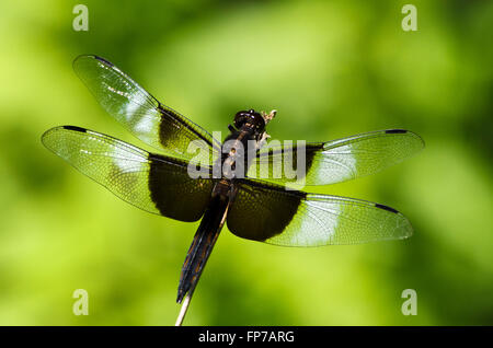 Widow skimmer dragonfly close up Stock Photo