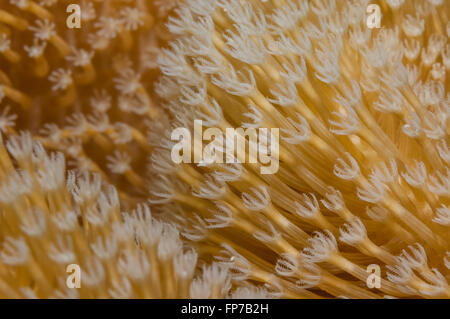 Underwater pulsating coral (Xenia) sp. in the Maldives. Texture background. May Stock Photo