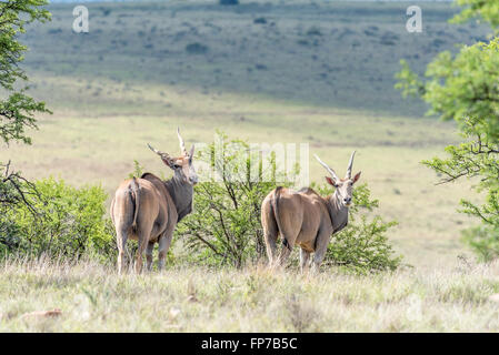 Two common eland, Taurotragus oryx oryx,  in the Mountain Zebra National Park near Cradock in South Africa