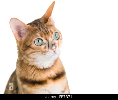 Young female Bengal cat close up face portrait isolated on white background  Model Release: No.  Property Release: Yes (cat). Stock Photo