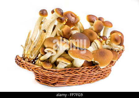 little mushrooms Stock Photo