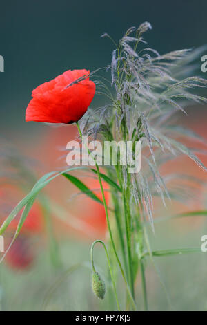 Flowering Poppy / Klatschmohn ( Papaver rhoeas ), wild, growing in a corn field together with some grass, natural bouquet. Stock Photo