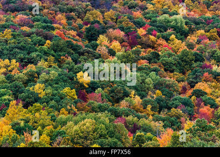 Abstract of colorful autumn trees on a mountainside, West Rutland, Vermont, USA Stock Photo