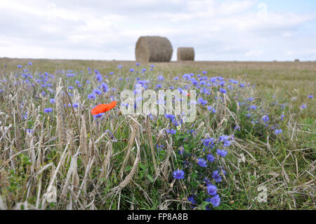 Flowers on the edge of a corn field with straw bales in the background. West Penwith,Cornwall.UK Stock Photo