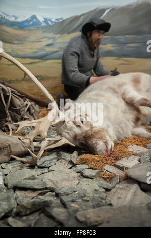 Display at the Polar museum showing a reindeer hunter in Svalbard. Tromso. Norway Stock Photo