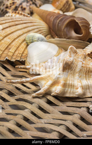 Different kinds of seashells  are lying  in the lower side of wicker baket. Vertically. Closeup view from obliquely. Stock Photo