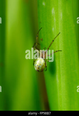 Silver Orb Weaving Spider or Humped Orb Weaving Spider (Leucauge granulata), Western Australia, Australia Stock Photo