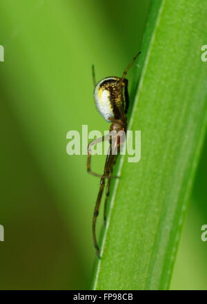 Silver Orb-spider (Leucauge granulata), Western Australia, Australia Stock Photo