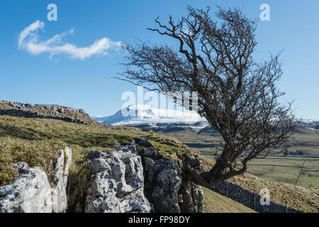 Wind bent Hawthorn tree on Twistleton Scar in the Yorkshire Dales near the village of Ingleton with snow covered Ingleborough in the distance Stock Photo