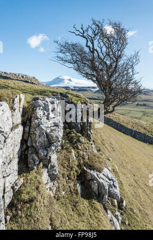 Wind bent Hawthorn tree on Twistleton Scar in the Yorkshire Dales near the village of Ingleton with snow covered Ingleborough in the distance Stock Photo