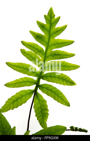 Fern leaf cut out texture close up Stock Photo