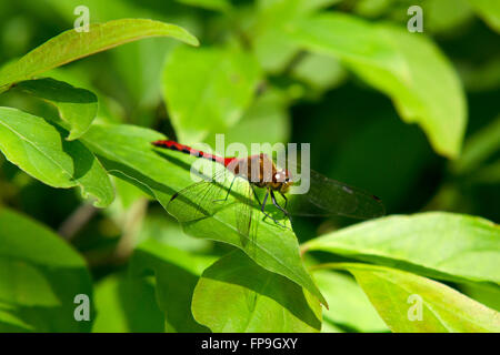 Red dragonfly (Ruby Meadowhawk) up close on leaf Stock Photo