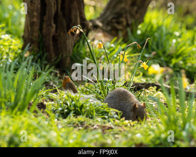 Single Grey Squirrel (Sciurus carolinensis) and Robin foraging amongst spring daffodil in natural woodland countryside setting. Stock Photo
