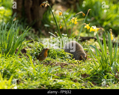 Single Grey Squirrel (Sciurus carolinensis) and Robin foraging amongst spring daffodil in natural woodland countryside setting. Stock Photo