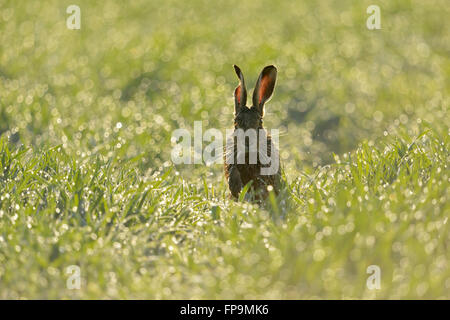 Brown Hare / European Hare  ( Lepus europaeus ) jumps through sparkling pearls over dew wet grass, frontal view, perfect moment. Stock Photo