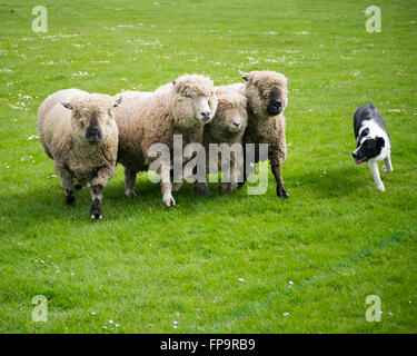 A border collie sheepdog herds sheep on a farm Stock Photo