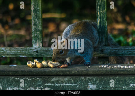 Squirrel at saltwell park Stock Photo