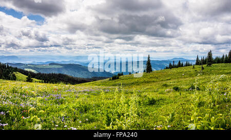 Hiking through high alpine meadows of Tod Mountain in the Shuswap Highlands of central British Columbia, Canada Stock Photo