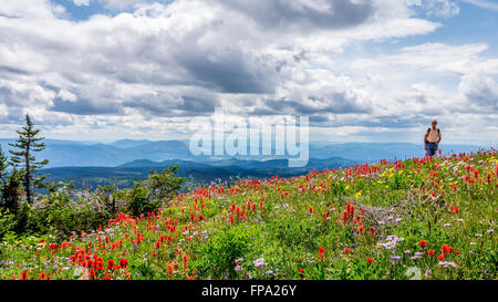 Indian Paintbrush, Asters and other wild flowers in the high alpine of Tod Mountain in the Shuswap Highlands of British Columbia, Canada Stock Photo